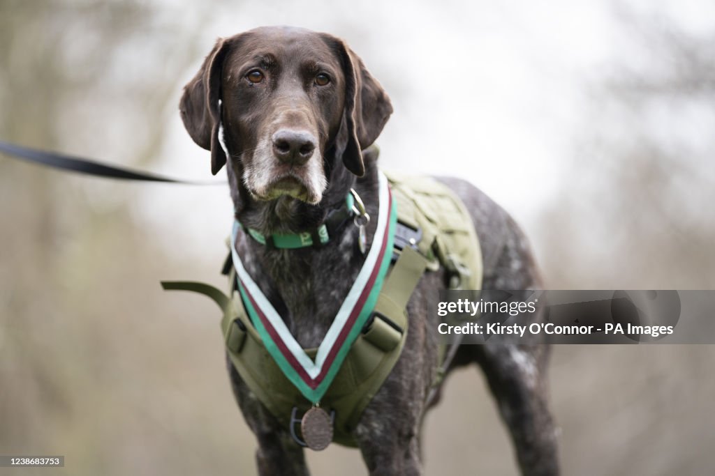 PDSA Dickin Medal for valour