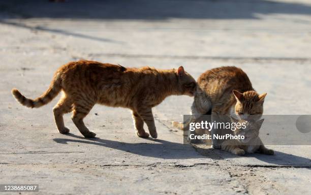 Cats are seen in the Gaza port, Gaza City, on February 22 , 2022.