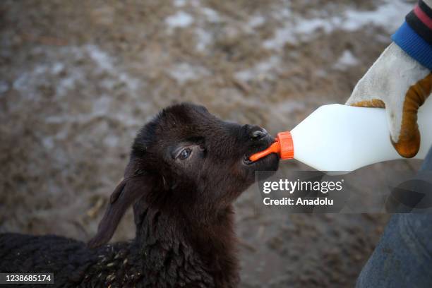 Local breeder bottle-feeding a new-born lamb in the Varto district of Mus, Turkiye on February 21, 2022. The lambs, that the breeders were looking...