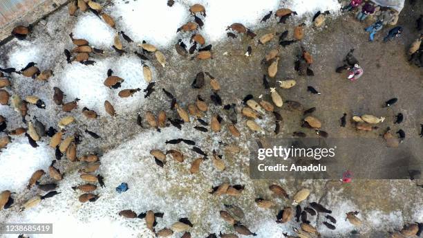 An aerial view of new-born lambs brought together with their mothers during breastfeeding hours in the Varto district of Mus, Turkiye on February 21,...