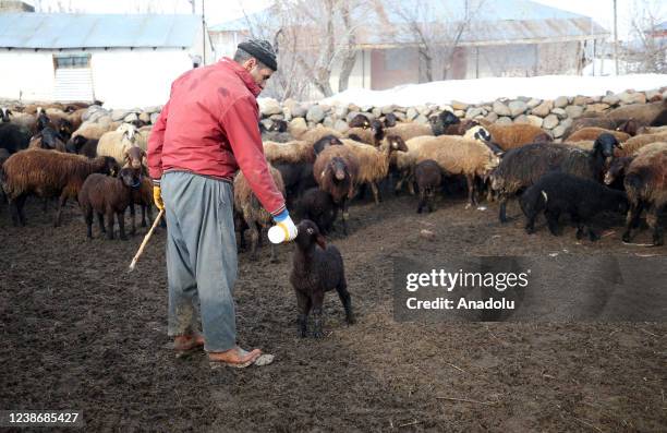 Local breeder bottle-feeding a new-born lamb in the Varto district of Mus, Turkiye on February 21, 2022. The lambs, that the breeders were looking...