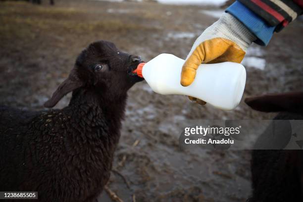 Local breeder bottle-feeding a new-born lamb in the Varto district of Mus, Turkiye on February 21, 2022. The lambs, that the breeders were looking...