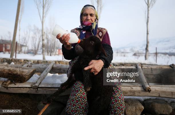 Local breeder bottle-feeding a new-born lamb in the Varto district of Mus, Turkiye on February 21, 2022. The lambs, that the breeders were looking...