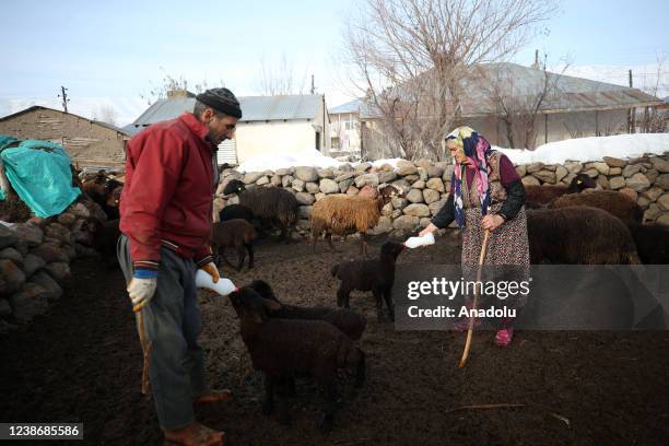 Two local breeders bottle-feeding a new-born lamb in the Varto district of Mus, Turkiye on February 21, 2022. The lambs, that the breeders were...