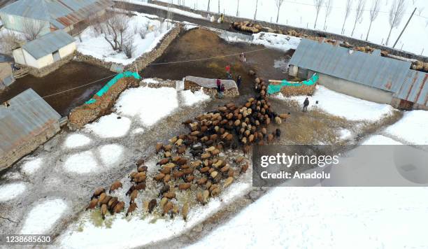 An aerial view of new-born lambs brought together with their mothers during breastfeeding hours in the Varto district of Mus, Turkiye on February 21,...