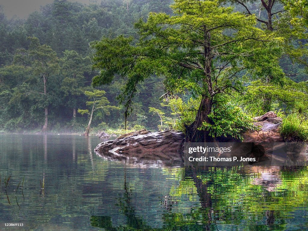 LMF Cypress Tree