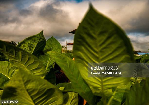 Farmer works at a tobacco plantation in San Juan y Martinez, Pinar del Rio Province, Cuba, on February 17, 2022. Cuban tobacco producers also suffer...