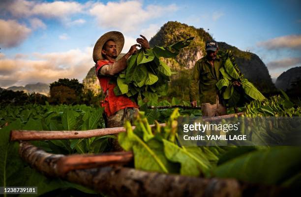 Farmers works at a tobacco plantation in Vinales, Cuba, on January 18, 2022.
