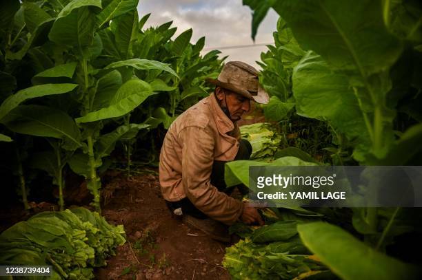 Farmer works at a tobacco plantation in Vinales, Cuba, on January 18, 2022.
