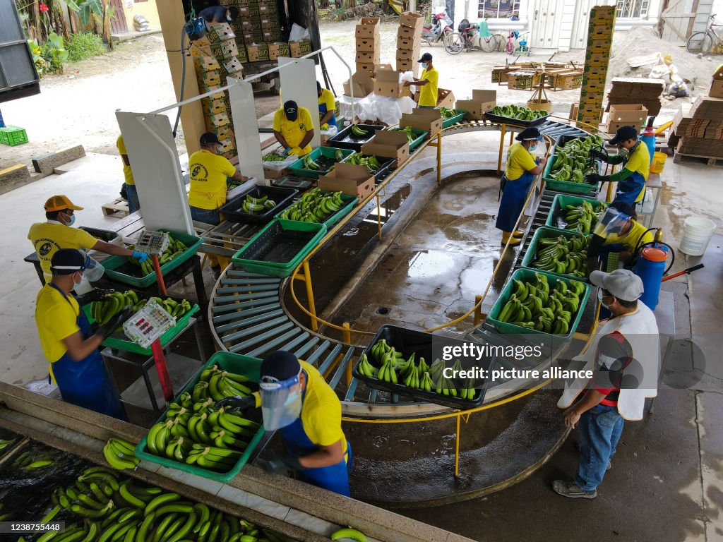 Banana cultivation in Ecuador