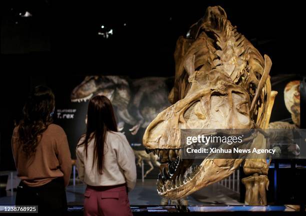 Full-scale reproduction of a Tyrannosaurus rex T. Rex fossil skeleton is on display during a media preview of the T. Rex: The Ultimate Predator at...