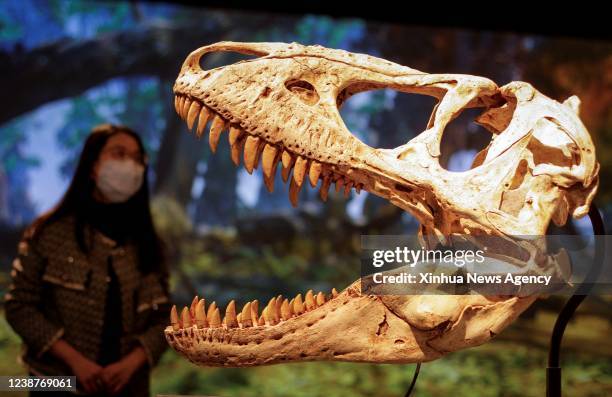 Cast fossil of a Tyrannosaurus rex T. Rex is on display during a media preview of the T. Rex: The Ultimate Predator at Science World in Vancouver,...
