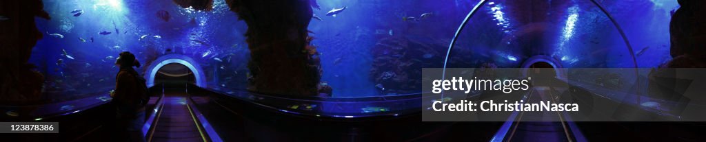 360 degree Underwater Tunnel Panorama