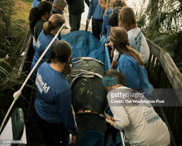 Sea World employees carry Corleone, a rehabilitated manatee, to be released to his original home at Blue Springs State Park in Orange City, Florida...