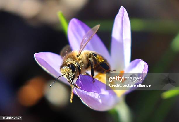 March 2022, Berlin: A honey bee flies to the calyx of a crocus despite low temperatures around six degrees Celsius and collects nectar and pollen in...