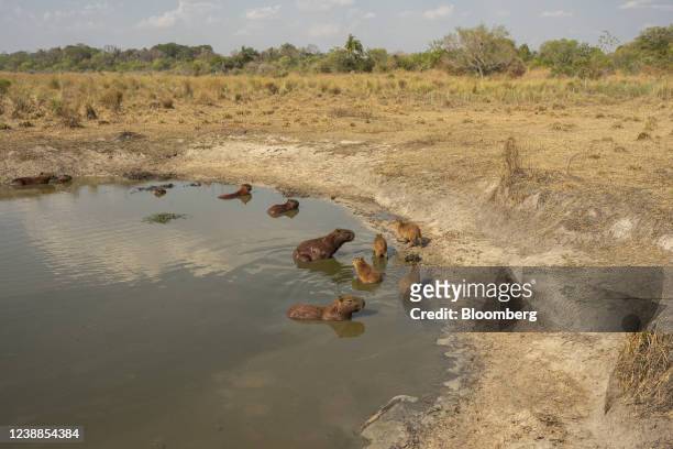 Capybaras in one of the few remaining places with water following wildfires in the Ibera Wetlands, Corrientes province, Argentina, on Sunday, Feb....