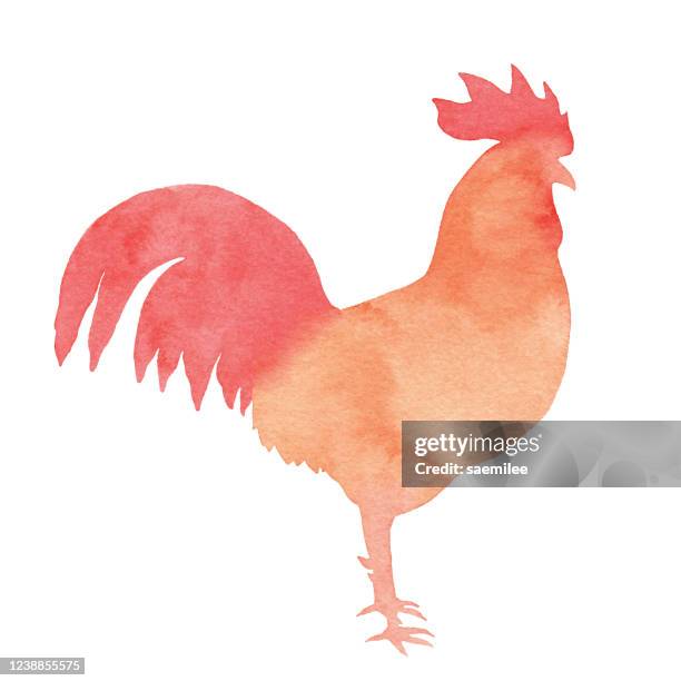 ilustraciones, imágenes clip art, dibujos animados e iconos de stock de acuarela gallo rojo - animal mouth stock illustrations