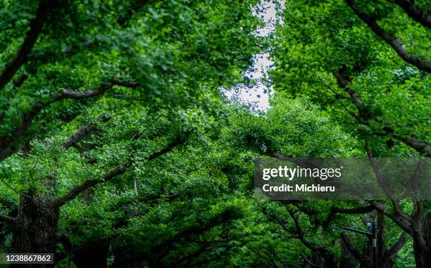 green leaves of ginko trees - ginkgo stockfoto's en -beelden