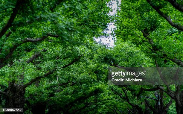 green leaves of ginko trees - ginkgo tree - fotografias e filmes do acervo