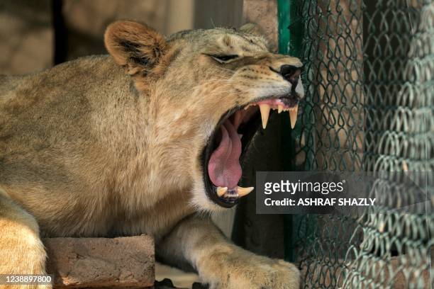 An African lioness roars in an enclosure at the Sudan Animal Rescue centre in al-Bageir, south of the capital Khartoum on February 28, 2022. -...