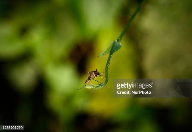 Female anopheles mosquito is sitting on the vine of the forest at Tehatta, West Bengal; India on , which cause malaria in humans in endemic areas.