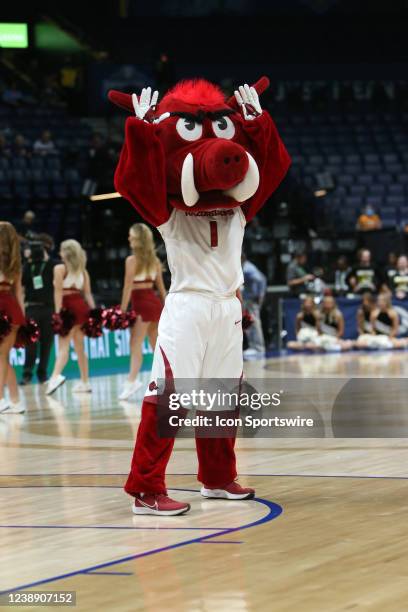 Arkansas Razorback Cat Arkansas Mascot Photos and Premium High Res Pictures - Getty Images