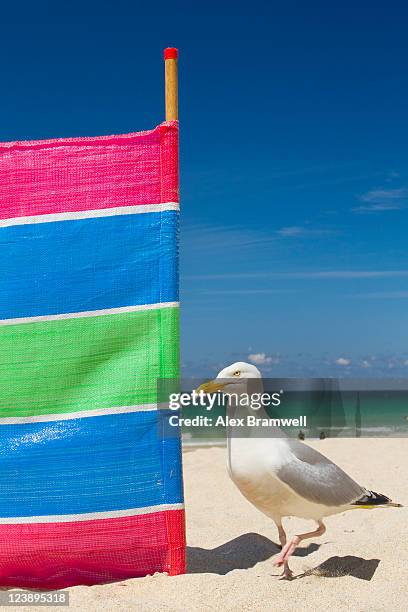 seagull on porthmeor beach - beach shelter stockfoto's en -beelden
