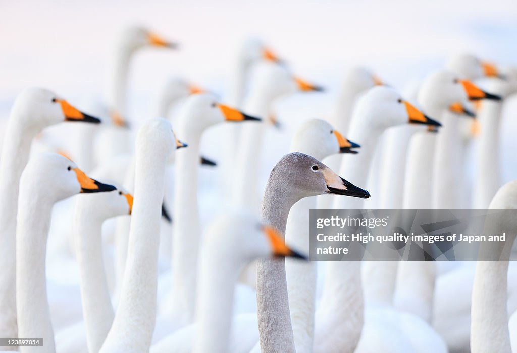 Unique swan