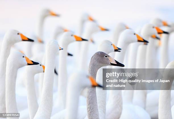 unique swan - standing out from the crowd stock pictures, royalty-free photos & images