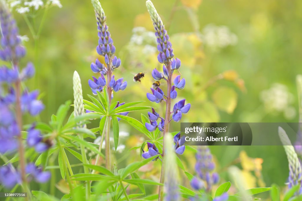 Lupine