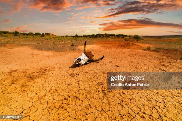 the skull of an animal on cracked earth in the desert. global warming concept - animal skull stock-fotos und bilder