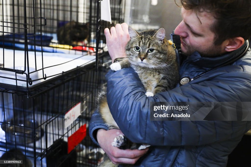 Clinic in Poland giving a shelter and veterinary assistance for animals from Ukraine