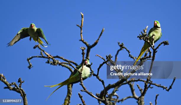 March 2022, Hessen, Wiesbaden: Collared parakeets sitting on a tree in downtown Wiesbaden. Sunshine and blue sky awaken the anticipation of spring in...