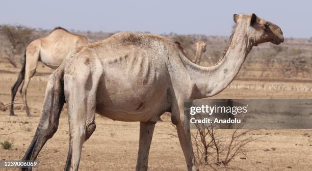 Camels are seen in Addis Ababa, Ethiopia on October 26, 2019. Water and food crisis arisen and 1 million cattle and sheep perished as result of...