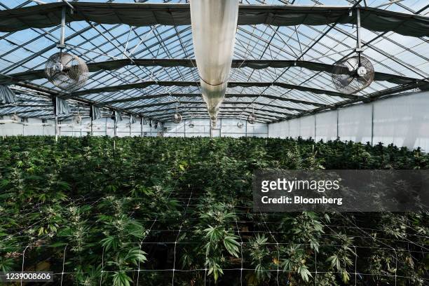 Cannabis plants in a greenhouse at Lady Bug Farms near Watsonville, California, on Saturday, March 5, 2022. Cannabis tax revenue generated more than...