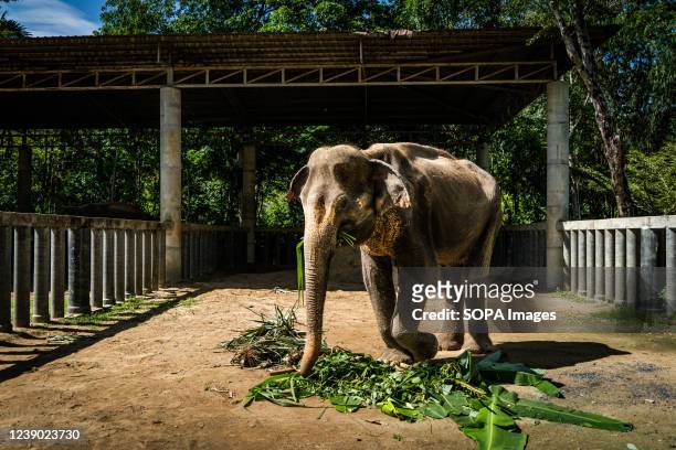 541 Thailand Elephant Sanctuary Photos and Premium High Res Pictures -  Getty Images