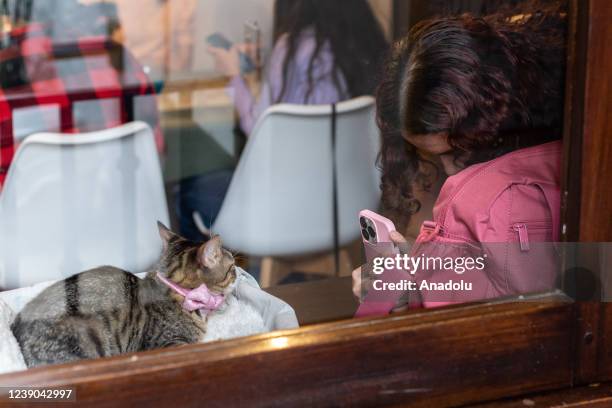 Ofelia is a rescued cat, she lives in the coffee shop, Liliana Zuluaga's main idea was to leave her in the "La Gatoria "coffee shop but she decided...