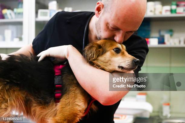 Radoslaw Fedaczynski, a vet and the owner of 'Ada' pet clinic is performing a medical examination of an injured dog from Ukraine. Przemysl, Poland on...