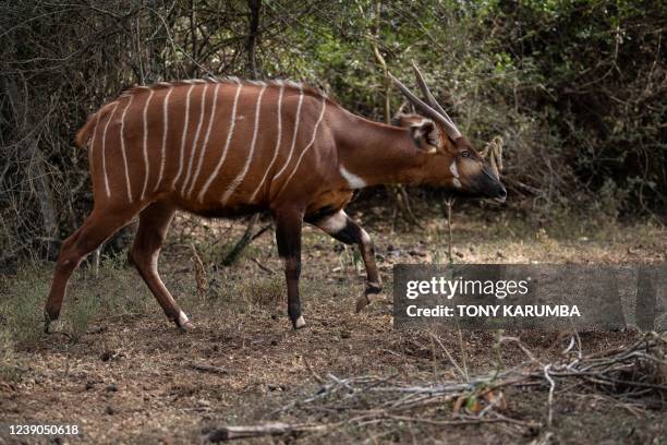 429 Bongo Animal Photos and Premium High Res Pictures - Getty Images 429 Bongo Animal Photos and Premium High Res Pictures - Getty Images