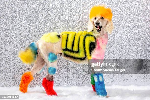 Cure, a Standard Poodle, shown here with a Mr. & Mrs. Pac-Man theme, groomed by Mikhail Williams during the Creative Styling competition at Groom...