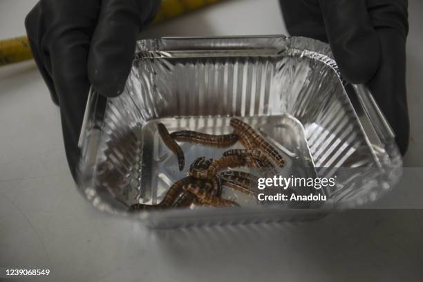 Group of Zootechnician and food engineers work at the laboratory developed a protein based on Insects, a good option for nutritionally viable and...