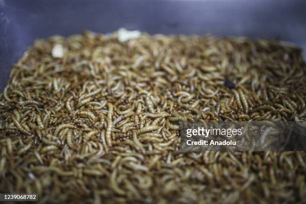 Group of Zootechnician and food engineers work at the laboratory developed a protein based on Insects, a good option for nutritionally viable and...