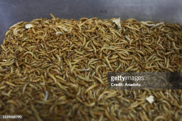 Group of Zootechnician and food engineers work at the laboratory developed a protein based on Insects, a good option for nutritionally viable and...