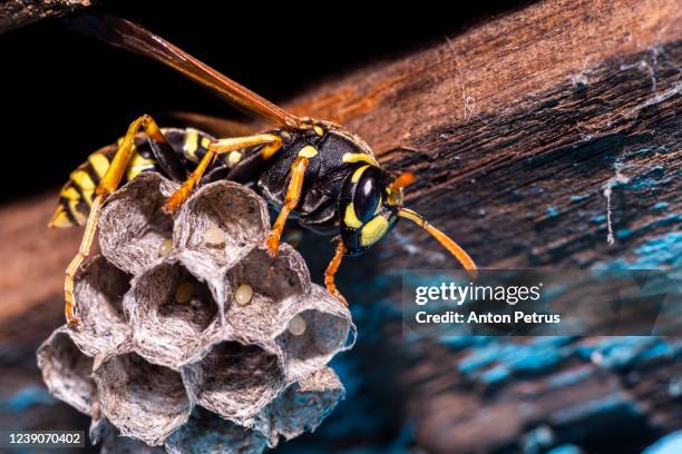 macro of wasp (vespula vulgaris) sitting on nest - wasps stock pictures, royalty-free photos & images