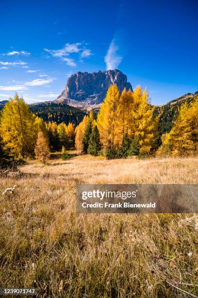 Colorful larches and pine trees in the upper valley Val Gardena in autumn, summit and rock faces of Langkofel Group in the distance.