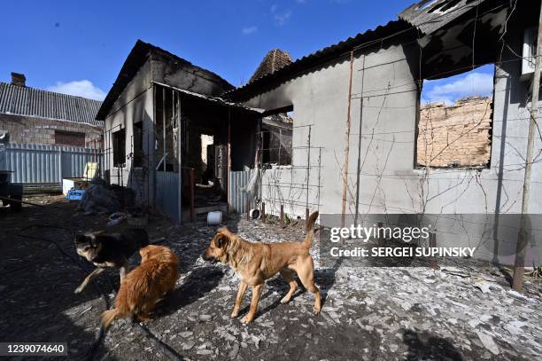 Stray dogs gather at the ruin of a deserted home, damaged by Russian shelling, near the frontline village of Horenka, north of Kyiv, on March 10 15...