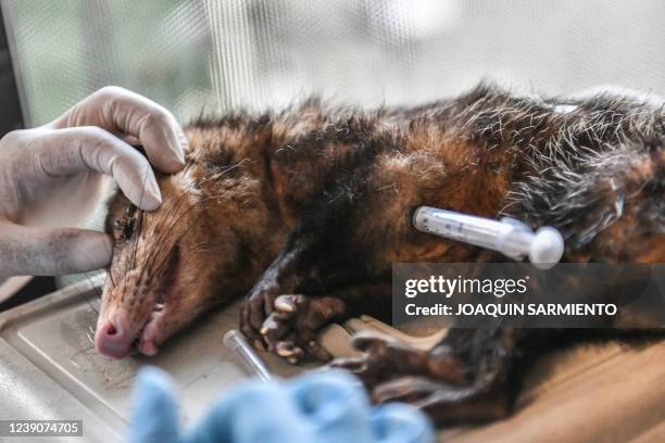 Didelphis Marsupialis opossum is seen after a eutanasia procedure was practiced because of its bad condition after being rescued, at a temporary...