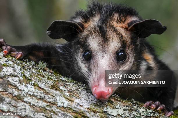 Didelphis Marsupialis opossum is pictured at the Cornare temporary shelter for animals in El Santuario, Antioquia department, Colombia, on January...