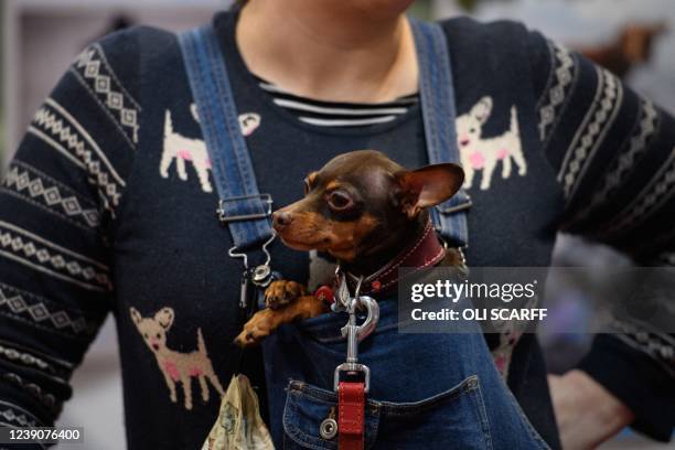 Woman carries a Russian Toy dog in a chest pouch on the first day of the Crufts dog show at the National Exhibition Centre in Birmingham, central...