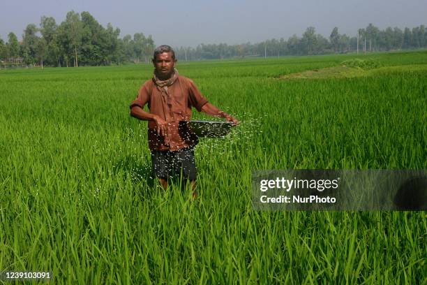 Farmer spray fertilizers in a paddy field in Jamalpur District on the outskirts of Dhaka, Bangladesh, on March 11, 2022